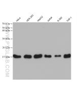 TOM20 Monoclonal antibody proteintech 66777-1-Ig