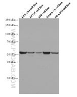 OCT4/POU5F1 Monoclonal antibody proteintech 60242-1-Ig