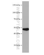 PRMT2 Monoclonal antibody proteintech 66885-1-Ig