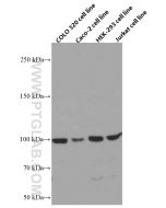 NSUN2 Monoclonal antibody proteintech 66580-1-Ig
