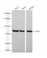 LYPD3 Recombinant monoclonal antibody proteintech 83345-1-RR