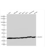 BAP31 Recombinant monoclonal antibody proteintech 84584-5-RR