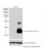 Acetyl-Histone H2A (Lys9) Recombinant monoclonal antibody proteintech 83041-1-RR