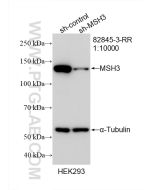 MSH3 Recombinant monoclonal antibody proteintech 82845-3-RR
