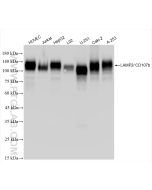 CD107b / LAMP2 Recombinant monoclonal antibody proteintech 86269-3-RR