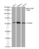 RUNX2 Recombinant monoclonal antibody proteintech 82636-2-RR