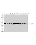 HEC1/HEC/NDC80 Recombinant monoclonal antibody proteintech 83859-1-RR