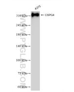 CSPG4 Recombinant monoclonal antibody proteintech 83716-1-RR