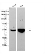 FGR Recombinant monoclonal antibody proteintech 83352-1-RR