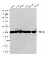 TSG101 Recombinant monoclonal antibody proteintech 84334-4-RR