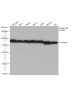 Calnexin Recombinant monoclonal antibody proteintech 81938-1-RR