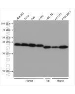 IkB Alpha Recombinant monoclonal antibody proteintech 80019-1-RR
