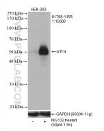 ATF4 Recombinant monoclonal antibody proteintech 81798-1-RR