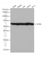 RORA Recombinant monoclonal antibody proteintech 82930-1-RR