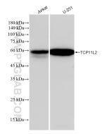 TCP11L2 Recombinant monoclonal antibody proteintech 83227-1-RR