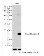 Cleaved Caspase 3/P17/P19 Recombinant monoclonal antibody proteintech 82707-13-RR