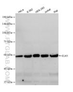 ELK1 Recombinant monoclonal antibody proteintech 87009-2-RR