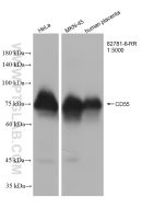 CD55 Recombinant monoclonal antibody proteintech 82781-6-RR