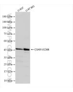 C5AR1/CD88 Recombinant monoclonal antibody proteintech 84336-6-RR