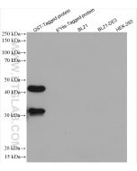 GST Tag Recombinant monoclonal antibody proteintech 80006-1-RR