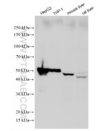 Perilipin-2 Recombinant monoclonal antibody proteintech 80362-2-RR
