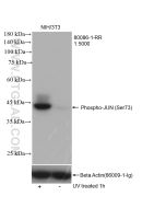 Phospho-JUN (Ser73) Recombinant monoclonal antibody proteintech 80086-1-RR