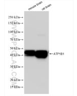 ATP1B1 Recombinant monoclonal antibody proteintech 85916-1-RR