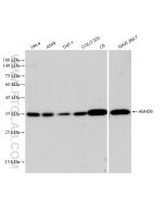 ABHD6 Recombinant monoclonal antibody proteintech 83249-3-RR