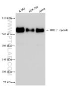 RREB1-Specific Recombinant monoclonal antibody proteintech 84048-1-RR