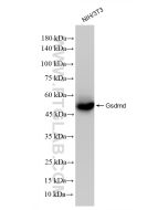 GSDMD Recombinant monoclonal antibody proteintech 83562-3-RR