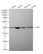 PAR3 Recombinant monoclonal antibody proteintech 84593-1-RR