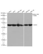 SHP2 Recombinant monoclonal antibody proteintech 82503-1-RR