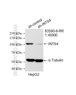 INTS4 Recombinant monoclonal antibody proteintech 83590-6-RR