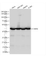 HARS Recombinant monoclonal antibody proteintech 83497-1-RR