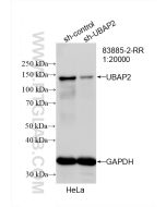UBAP2 Recombinant monoclonal antibody proteintech 83885-2-RR