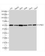 CPNE3 Recombinant monoclonal antibody proteintech 83820-5-RR