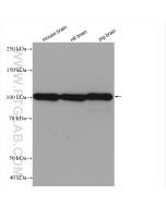 SYNPO Recombinant monoclonal antibody proteintech 80721-1-RR