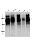 PCM1 Recombinant monoclonal antibody proteintech 84979-1-RR