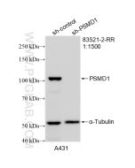 PSMD1 Recombinant monoclonal antibody proteintech 83521-2-RR