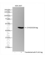 DYKDDDDK tag Recombinant monoclonal antibody (Binds to FLAG? tag epitope) proteintech 80801-2-RR