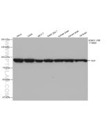 VCP Recombinant monoclonal antibody proteintech 82463-1-RR