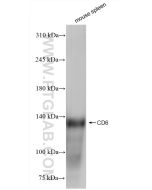 CD6 Recombinant monoclonal antibody proteintech 84166-5-RR