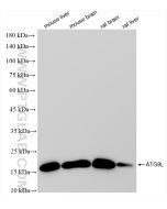 GABARAPL1 Recombinant monoclonal antibody proteintech 83817-1-RR