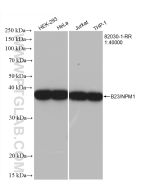 B23/NPM1 Recombinant monoclonal antibody proteintech 82030-1-RR