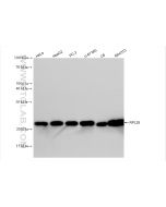 RPL29 Recombinant monoclonal antibody proteintech 83377-2-RR