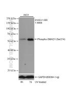 Phospho-SMAD1 (Ser214) Recombinant monoclonal antibody proteintech 81433-1-RR