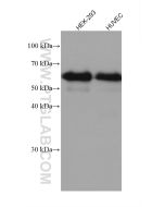 Occludin Recombinant monoclonal antibody proteintech 80545-1-RR