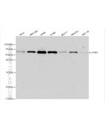 Chk1 Recombinant monoclonal antibody proteintech 80056-2-RR