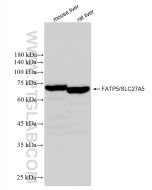 FATP5/SLC27A5 Recombinant monoclonal antibody proteintech 84557-1-RR