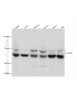 MTA3 Recombinant monoclonal antibody proteintech 83042-3-RR